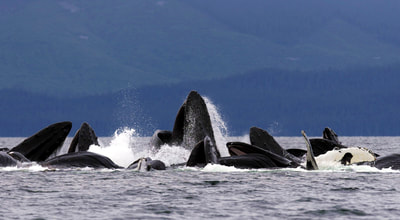 Humpback whale family eating krill