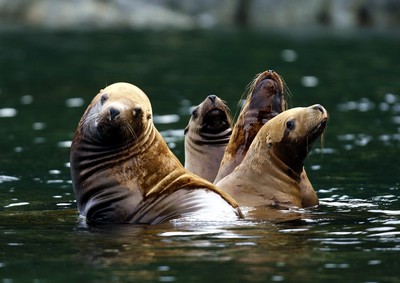 Alaskan seal family
