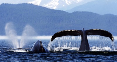 Humpback whales breaching the water in Alaskan ocean