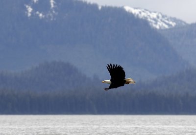 Bald eagle in flight over ocean