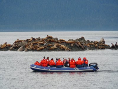 Tourists viewing seal pod on rock
