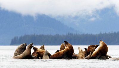 Alaskan seals barking