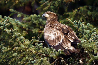 Beautiful Alaskan eagle in pine tree