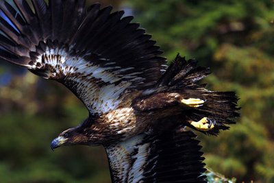 Large eagle in flight