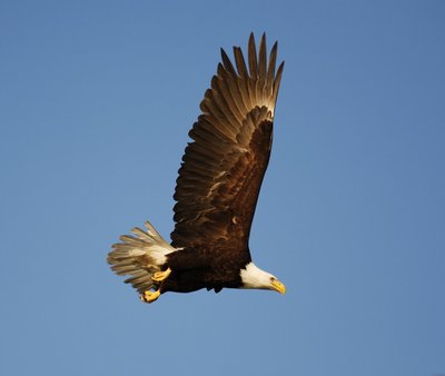 Huge bald eagle flying