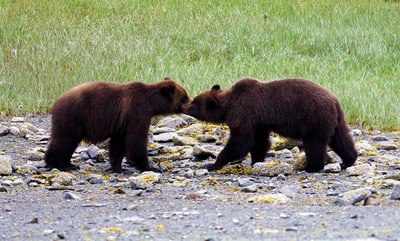 Brown bears kissing