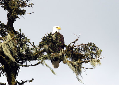 Alaskan bald eagle on perch