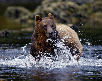 Alaskan brown bear running in stream