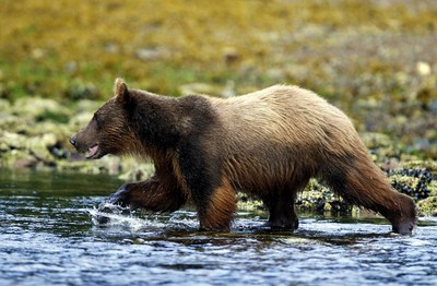 Brown bear fishing in stream