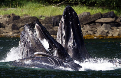 Humpback whales eating in Alaskan bay