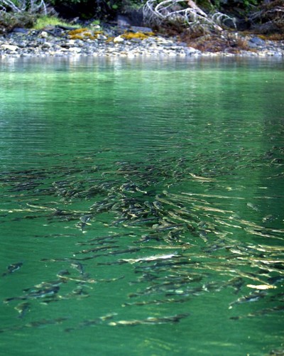 Wild Alaskan Salmon hatchery