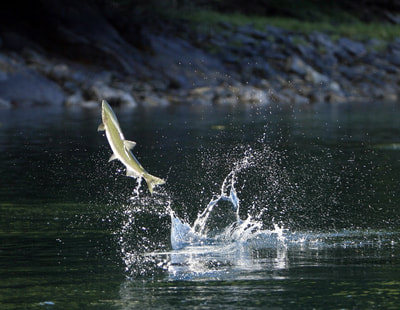 Alaskan fish jumping out of water