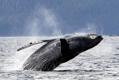 Whale backflip in ocean