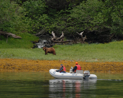 Tourists watching grizzly bear from raft