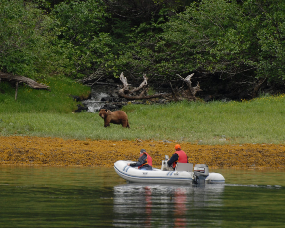 Wild Alaskan bear sighting